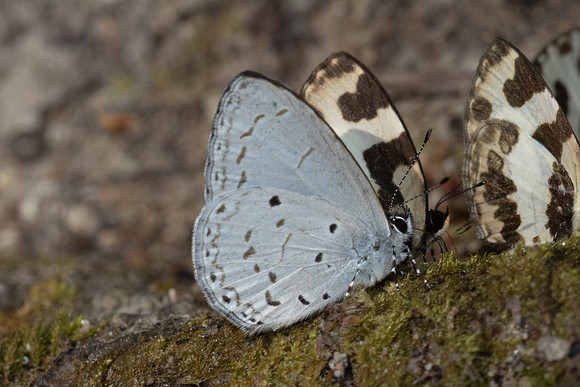 Acytolepis puspa-4837