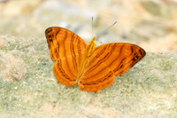 Chersonesia rahria-9692-Gopeng, Sungai Geroh - 13/03/25