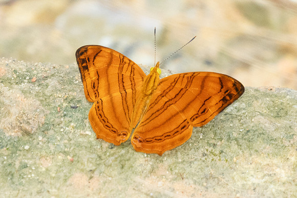 Chersonesia rahria-9692-Gopeng, Sungai Geroh - 13/03/25
