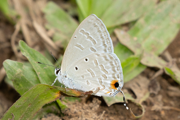 Catochrysops strabo-2465 - Chiang Dao - 20/03/25