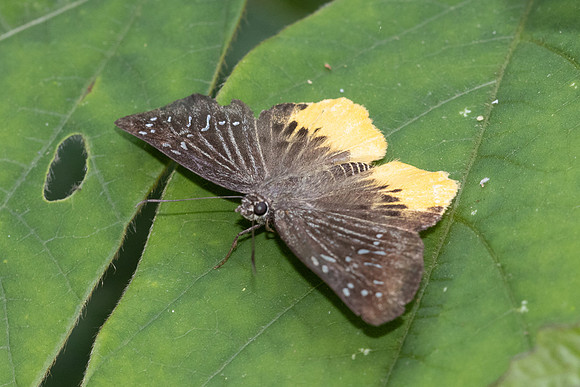 Mooreana trichoneura pralaya-5422 - Doi Suthep - 27/03/25