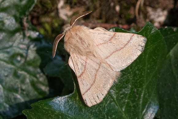 Malacosoma neustria L. -9704 - Frayssinet-le-Gélat - 24/06/23