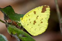 Eurema simulatrix -4071 - Fang Hot Springs - 21/03/24