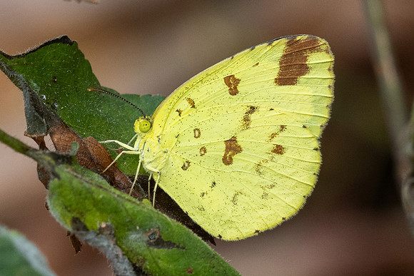 Eurema simulatrix -4071 - Fang Hot Springs - 21/03/24