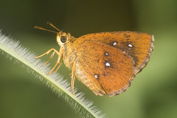 Iambrix salsala-0354 - Doi Suthep - 13/11/23