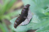 Cynitia cocytus-2676 - ChiangDdao - 15/11/23