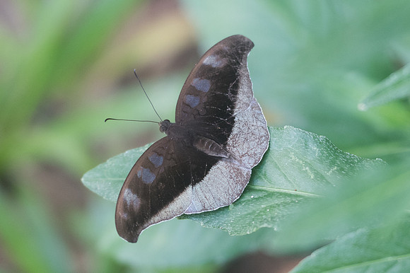 Cynitia cocytus-2676 - ChiangDdao - 15/11/23