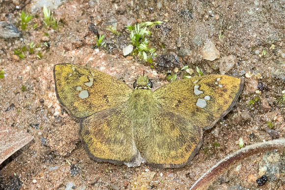 Pseudocoladenia dan-5506