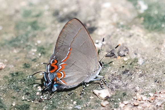 Calycopis quintana o isobeon-1-5