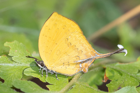 Yasoda tripunctata tripunctata-5464 - Doi Suthep 1180m - 27/03/25