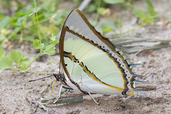 Polyura dolon-4724