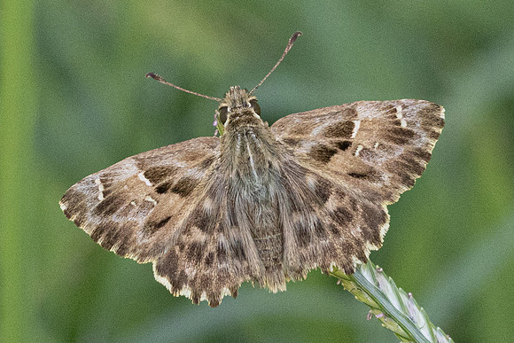 Carcharodus alceae-0162 Gulhane park, Istambul - 12/09/24
