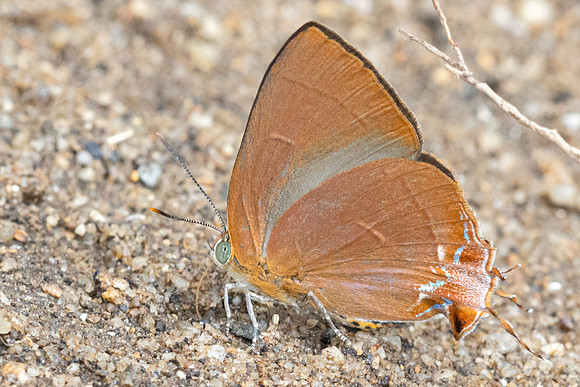 Remelana jangala ravata-2234 - Chiang Dao - 18/03/24
