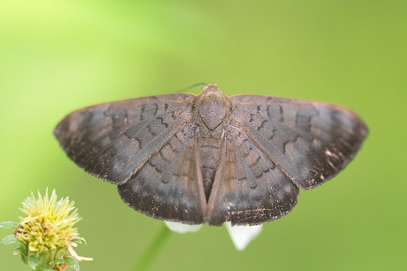 Emesis liodes-4150
