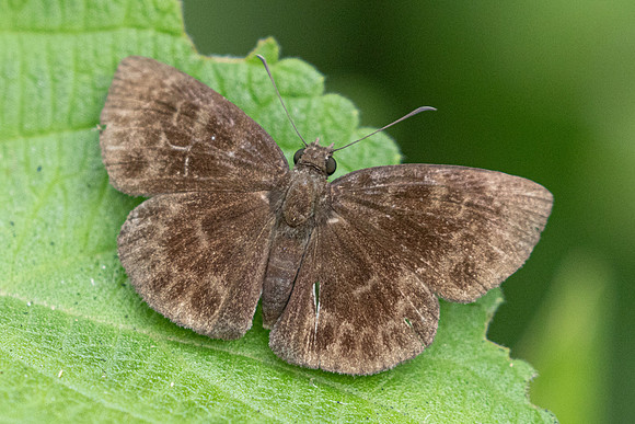 Ouleus fridericus-4604 - Chicamocha - 10/06/24