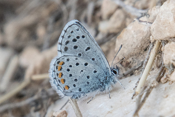 Pseudophilotes vicrama-7133