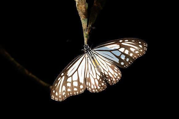 Parantica aglea-1691 - Chiang Dao - 18/03/25