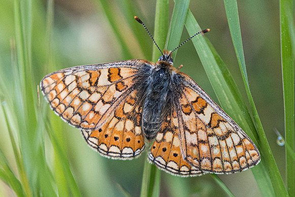 Euphydryas aurinia provincialis-2547 - Barjols - 18/04/19