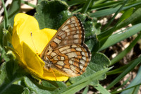Euphydryas cynthia-1204- Col D'Agnel - 24/06/2025