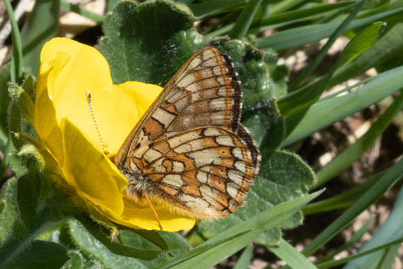Euphydryas cynthia-1204- Col D'Agnel - 24/06/2025