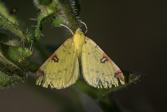 Opisthograptis luteolata - La Queue les Yvelines