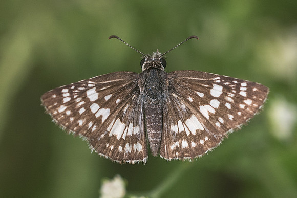 Pyrgus adepta-2799