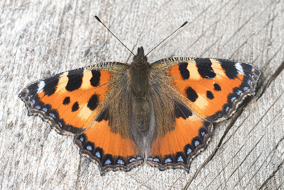 Aglais urticae -989 - Chatillon sur seine - 9/06/22