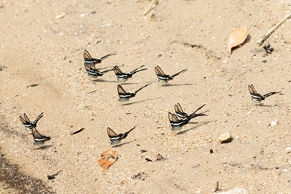 Lamproptera meges-6518 - Doi Suthep - 28/03/25