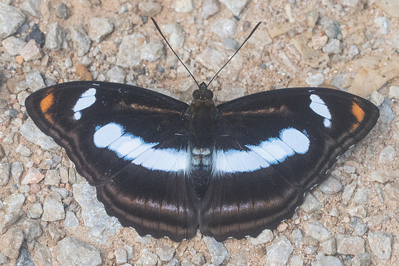 Athyma cama-8972 - Chiang Dao - 14/11/23