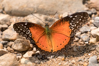 Cethosia biblis biblis-1855 - Chiang Dao  - 11/03/23