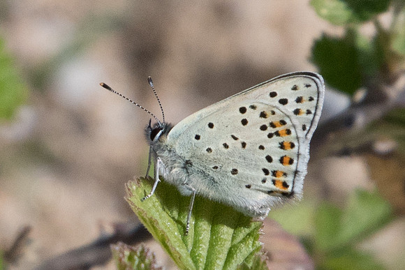 Lycaena tityrus-8404