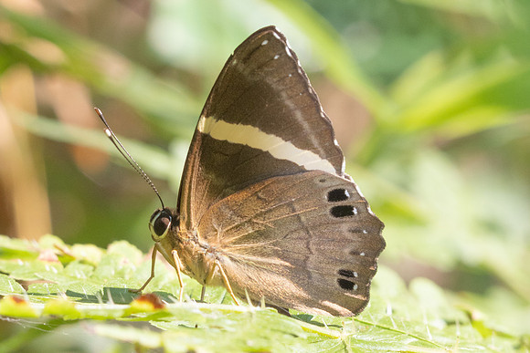 Abisara fylla-5695- Doi Suthep - 27/03/25