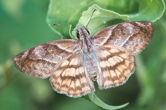 Timochares trifasciata-4202