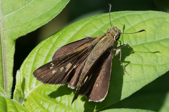 borbo cinnara-0982- Doi-Suthep - 13/11/23