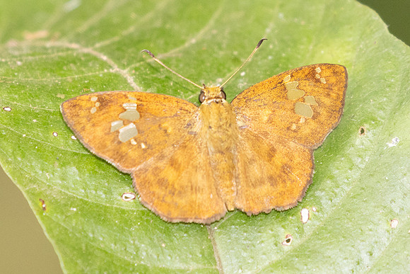 Pseudocoladenia dan-2340