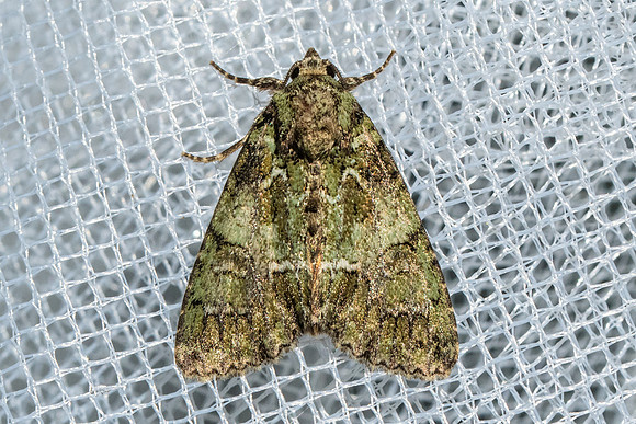 Polyphaenis sericata-9804 -Frayssinet-le-Gélat - 25/06/23