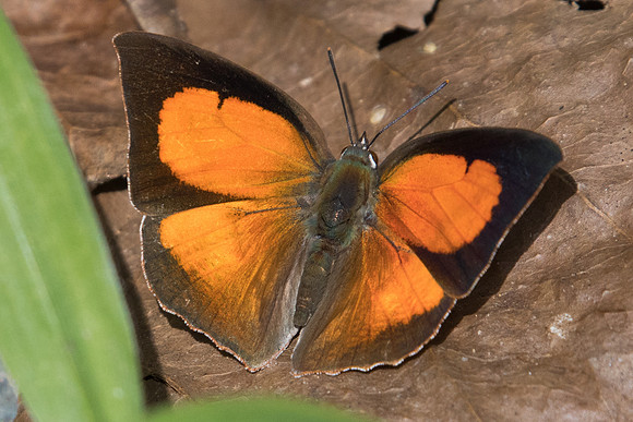 Curetis acuta ♂-1226 - Chiang Dao