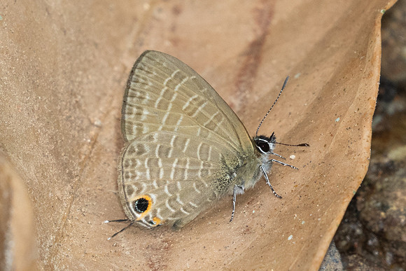 Nacaduba-2847 - Doi-Suthep - 21/03/25