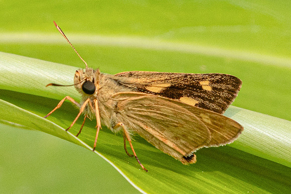 Onryza siamica-2103 - - Chiang Dao - 19/03/25