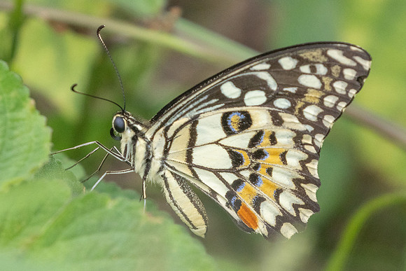Papilio demoleus-0884