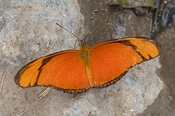 Dryas iulia-3808
