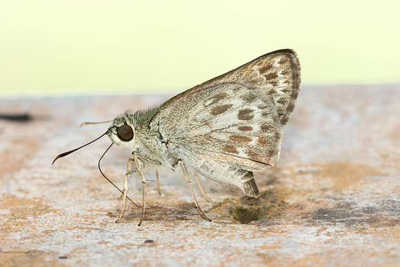 Halpe Hauxwelli-4636 - Chiang Dao - 22/03/24