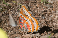 Cethosia biblis-9415 -  Chiang Dao - 14/11/23