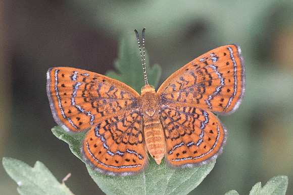 Calephelis sp-5700