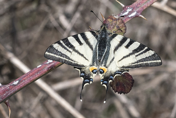Iphiclides podalirius-3116