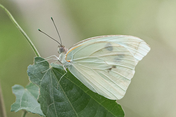 Ganyra josephina-6186