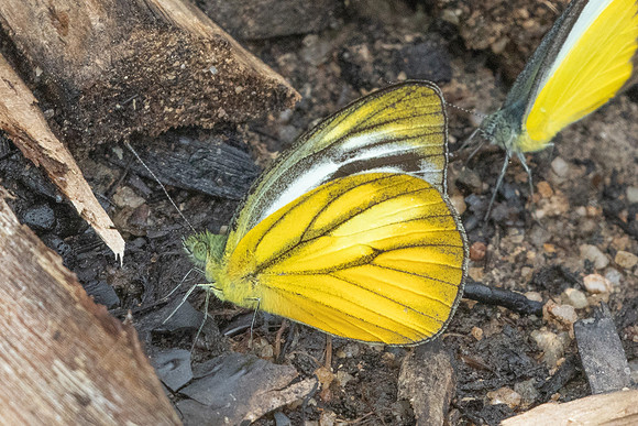 Cepora nadina-8901