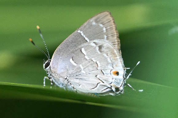 Celmia conoveria-3865