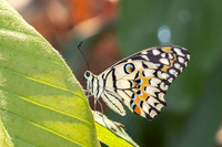 Papilio demoleus-6661