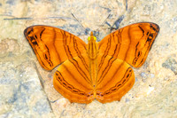 Chersonia rahria-9714-Gopeng, Sungai Geroh - 13/03/25